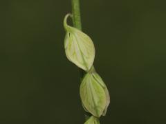 plant, detail